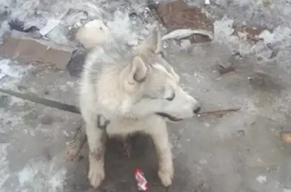 Найдена собака в Торховском проезде, Тула.