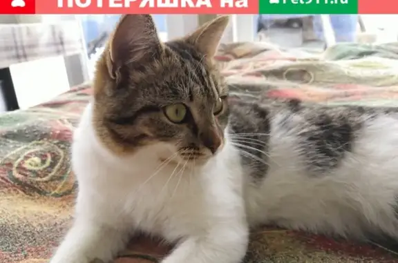 Потерянные животные Богородское, фото: Пропала кошка в Ивановском районе, деревня Светлый Луч