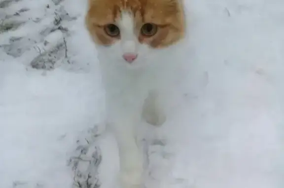 Пропал кот в Омутнинске, Кировская область
