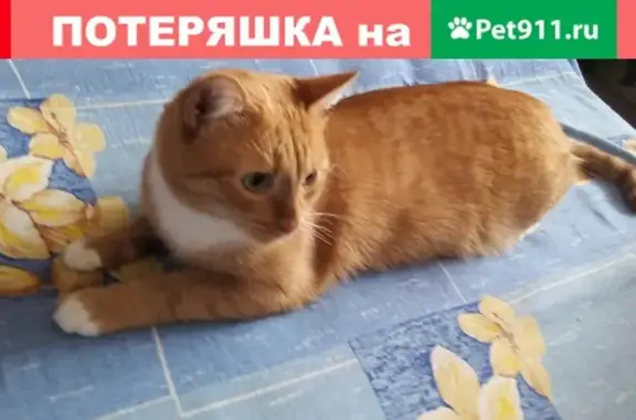 Пропала кошка Вася в районе Комсомольского переулка, д.7!
