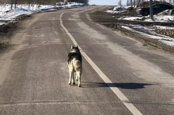 Собака нашлась в Коломенском районе: молодой кобель, похожий на хаски.