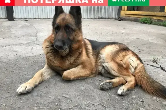 Пропала собака Берта в районе 11 школы, Кызыл