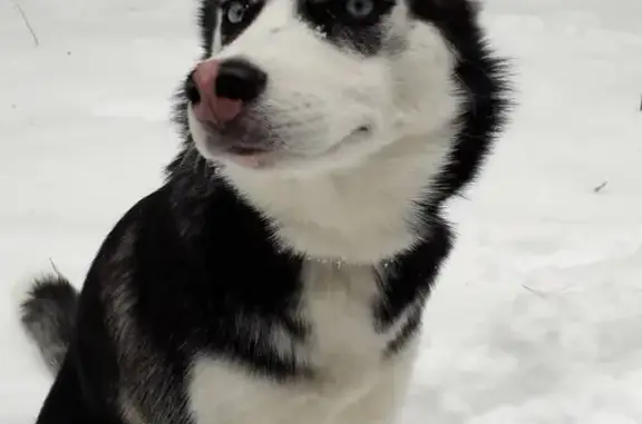 Собаки потеряшки, Сургут, фото: Потеряшка собака Рэйка на Крылова 32, 30, 26, Усольцева 15, Сургут