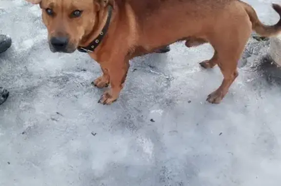 Найдена добрая собака на Комсомольской площади