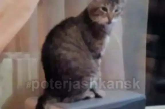 Кошки потеряшки, Новосибирск, фото: Потеряшка кот на улице Свечникова, мкр Родники