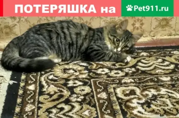 Пропала кошка Муся на Ленинградской 138, Вологда
