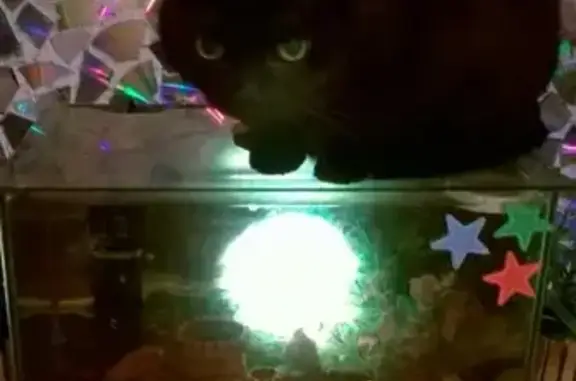 Пропала чёрная кошка на Новогодней, 18 в Кемерово