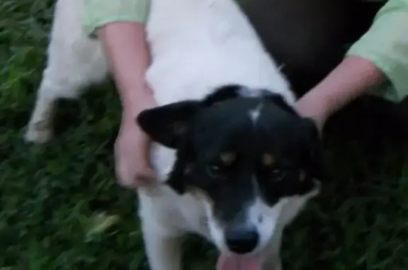 Пропала собака Барон, Ульяновская область, Димитровград