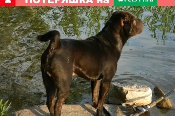 Пропала собака Ирбис в районе Уреньга, Златоуст - HELP!