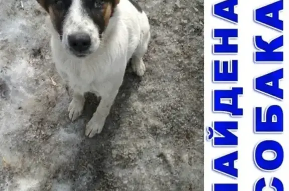 Найдена собака на заправке в Кургане - нужна помощь!