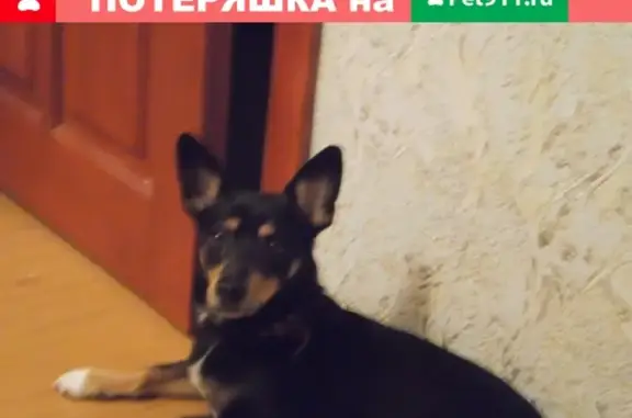 Пропала собака в Копейске, нужна помощь.