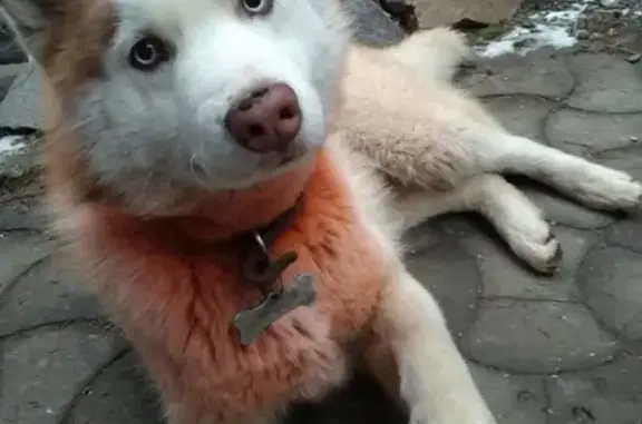 Пропала собака хаски в Азове, кличка Кратос, номер телефона на ошейнике.