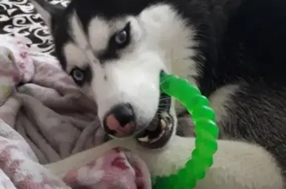 Собаки потеряшки, Сургут, фото: Потеряшка хаски Рейка в районе жд, Сургут.