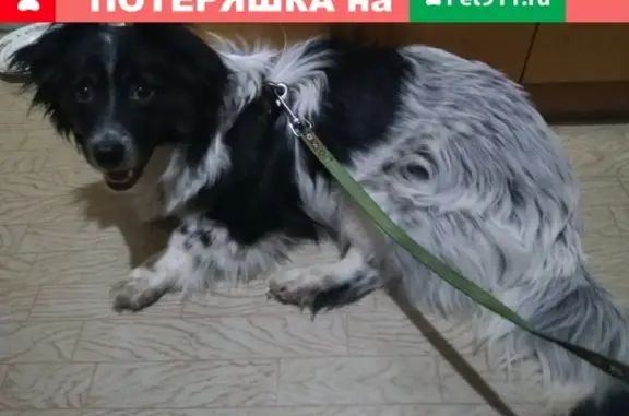 Пропала собака Бим в Красноармейском районе, Волгоград