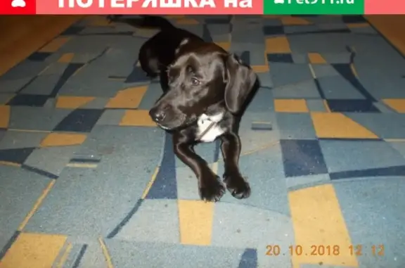 Собаки потеряшки, Великий Новгород, фото: Потеряшка пёс Жорик на Ломоносова 10.