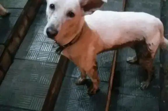 Собака найдена в Ангарске, ищем хозяина!