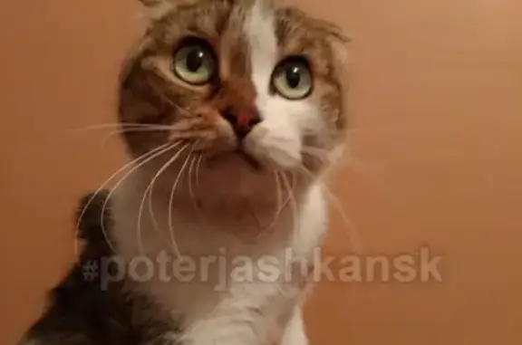 Найдена кошка на ул. Высоцкого, Новосибирск.