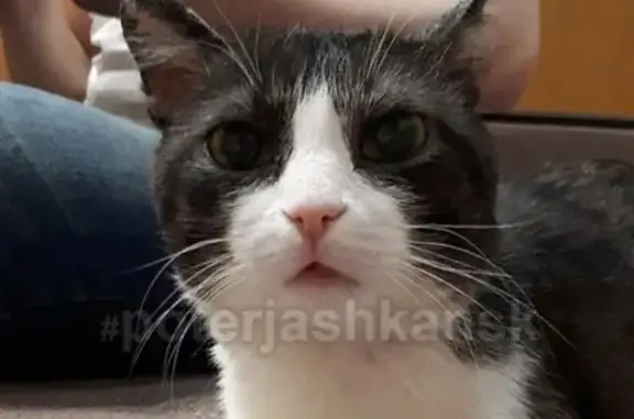 Найден кот в Новосибирске, ищем новых хозяев