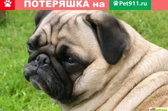 Пропала собака мопс в Пермском крае