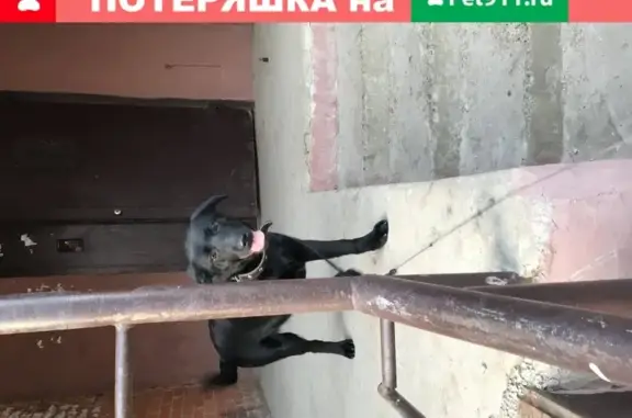 Собака найдена в Черемушках, Орша, Беларусь.