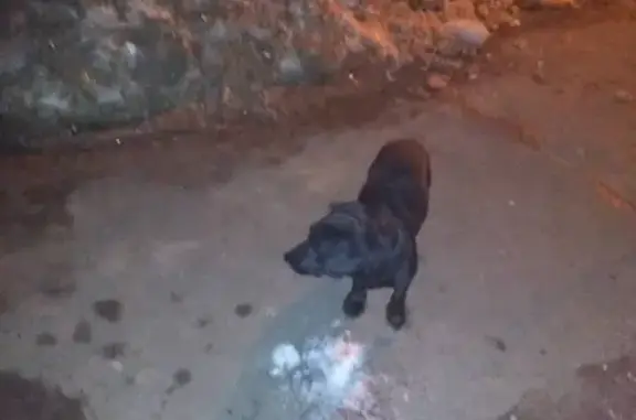 Найдена собака на улице Красных Партизан 4в