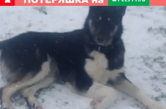 Пропала собака в деревне Шапкино, Московская область