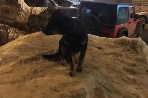 Найден щенок с ошейником на 6-й Радиальной улице в Москве