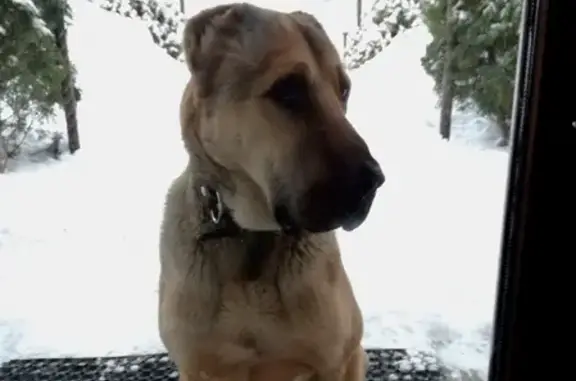 Собака алабай найдена в деревне Шилово, Калужская область