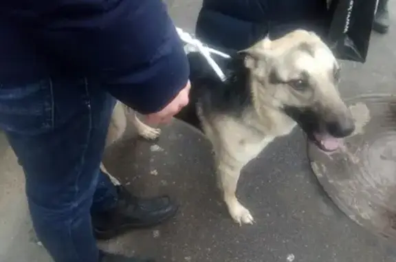 Собака на Гороховой нуждается в операции в СПб