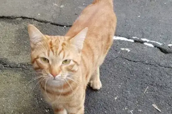 Найдена рыжая кошка на Магнитогорской улице 11с4