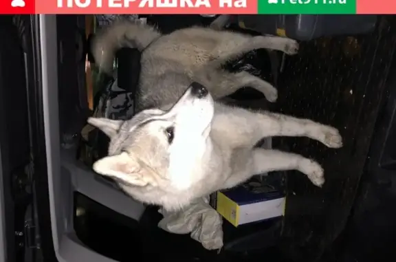 Собака Хаски найдена на пляже Ломоносова, СПб.