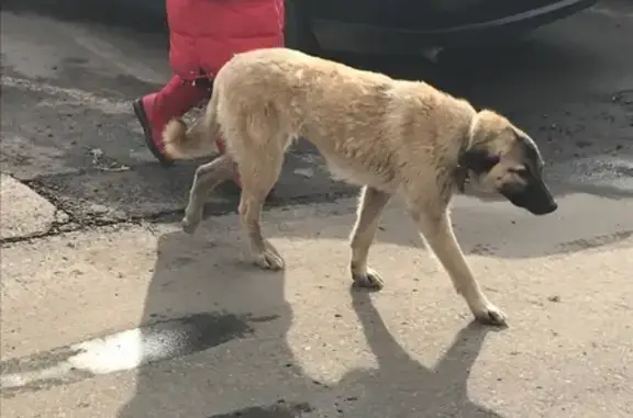 Собака найдена в Химках, микрорайон Планерная