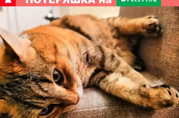 Потерянные животные Москва, фото: Пропала кошка на Алтуфьевском шоссе 10.