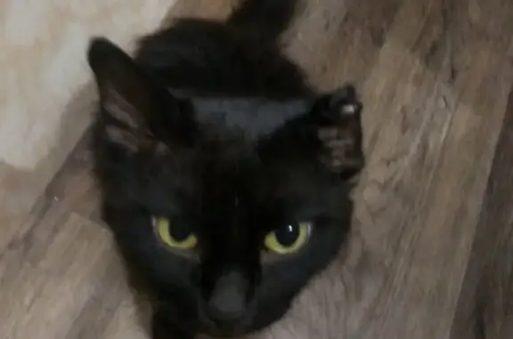 Найден кот черного окраса на ул. Орджоникидзе, нужна семья. Омск.