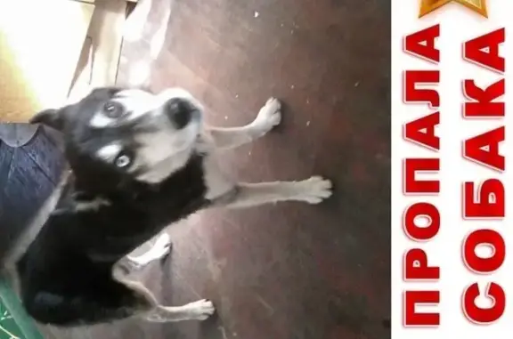 Собаки потеряшки, Фастов, фото: Потеряшка сибирский хаски в Фастове