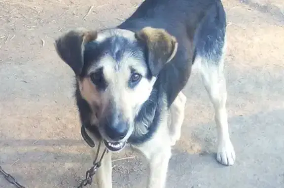 Пропала собака на ул. Балакинской в Нижнем Тагиле