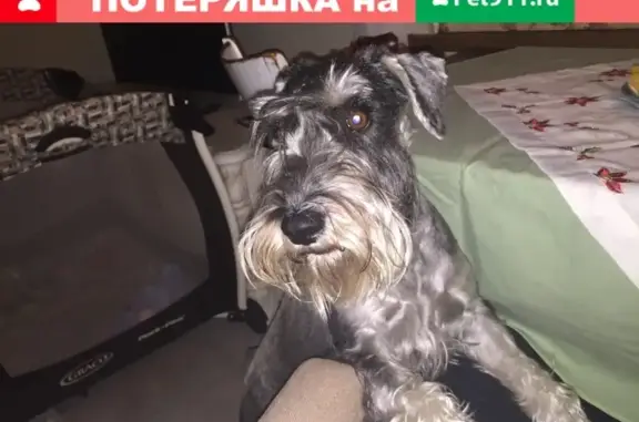 Пропала собака Зельдуша в с. Чистенькое, Крым