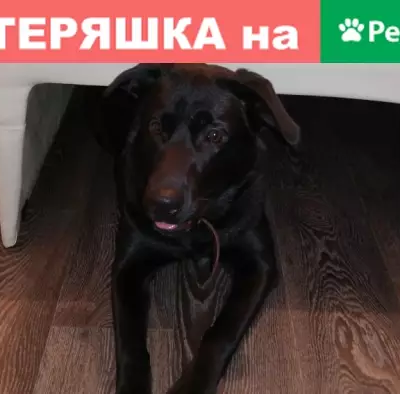 Найдена собака в районе Отрадное, контакты в описании