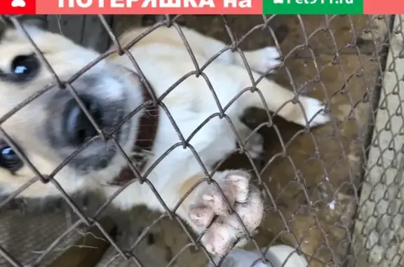 Найден щенок с коричневым ошейником в Костроме