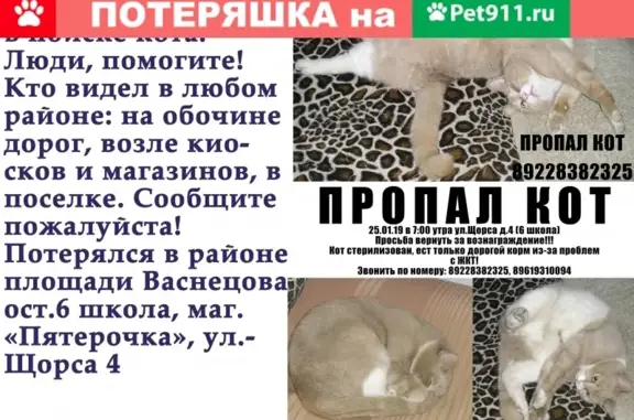 Пропала кошка в Орске, помогите найти!