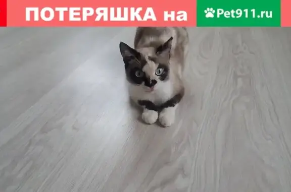 Пропала кошка в Елизаветинской станице, Краснодарский край