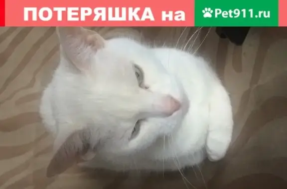 Потерянные животные Москва, фото: Пропала кошка Сандра на Лобненской улице 2.