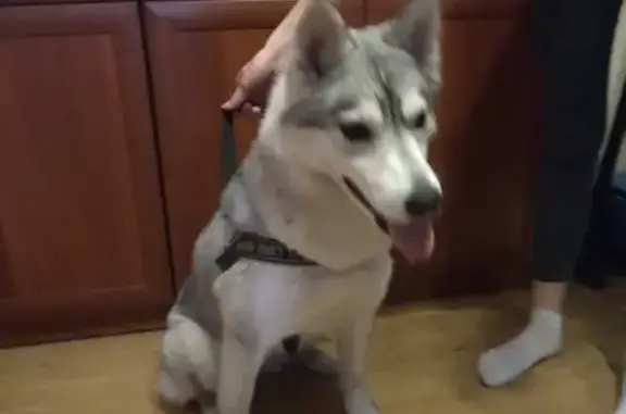 Найдена собака, Санкт-Петербург, фото: Найдена Хаски в Санкт-Петербурге, район Красносельский