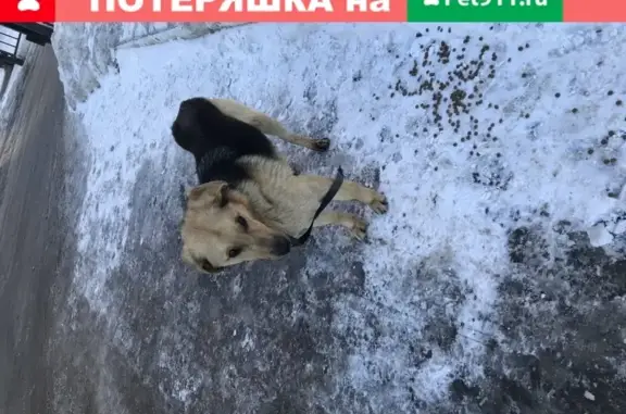 Собака найдена на ул. В. Гнаровской, 10 в Тюмени.