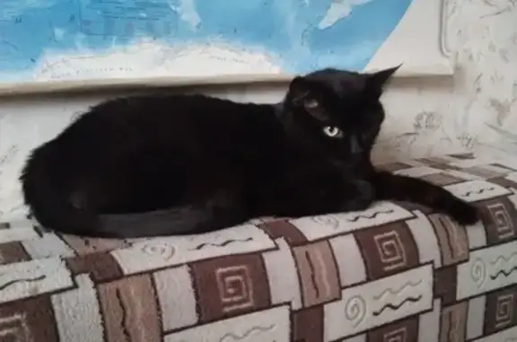 Кошки потеряшки, Москва, фото: Потеряшка кошка с одним глазом в Зеленограде, 14мкр.