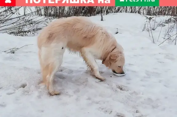 Собака с коричневым ошейником в Московской области (46Н-11346)