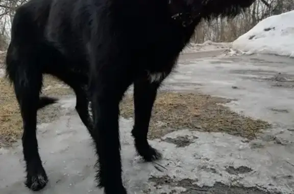 Найден чёрный пёс с белым пятном в Коккорево, Ленинградская область