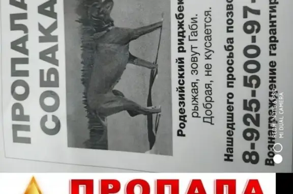 Пропала собака в селе Совхоз Победа, Калужская область
