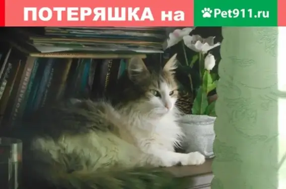 Пропала пугливая кошка на ул. Домодедовская, 42, кв.4