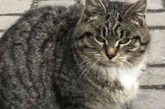 Домашняя кошка найдена у метро Багратионовская